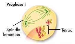 Meiosis I Begins Prophase I - Chromosomes pair up, forming