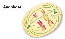 Anaphase I - Spindle fibers pull each homologous chromosome pair toward opposite