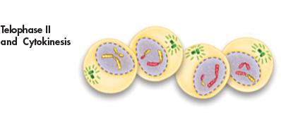 Telophase II, and Cytokinesis - Each of the four daughter cells produced in meiosis II receives