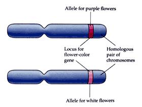 Homologous pair - two of the same size and shape chromosomes