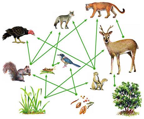 A food web is a collection of food chains which all exist within a habitat. Just like in a food chain, the arrows show the flow of energy from one organism to another.