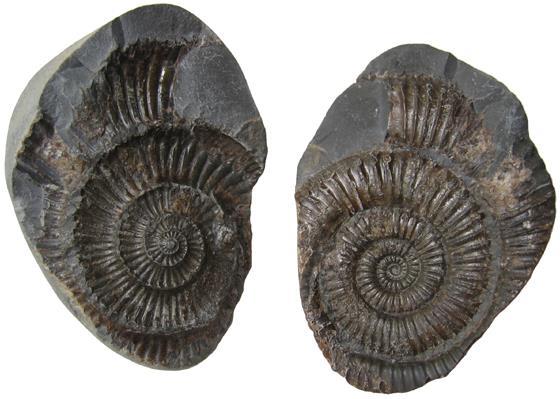 Types of Fossils Mold and cast: a mold is a hollow area in the sediment in the shape of a dead