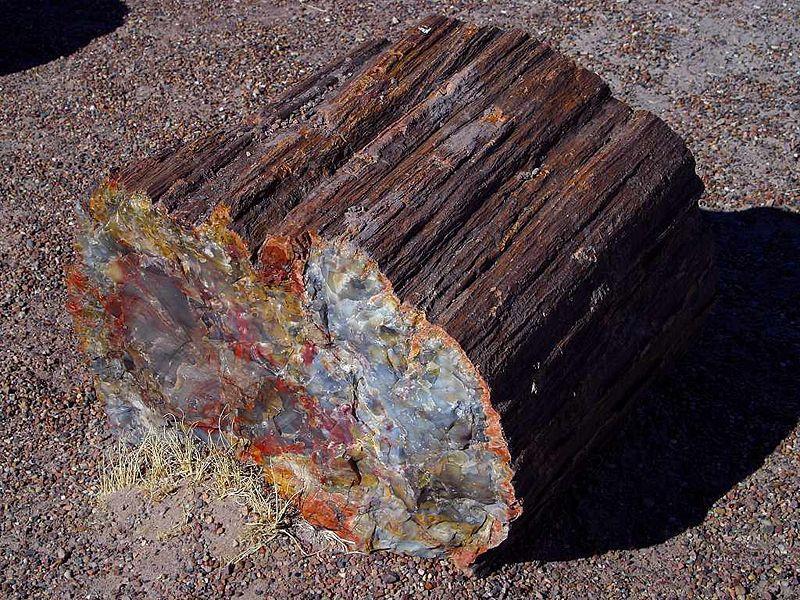 petrified fossil - forms when minerals replace