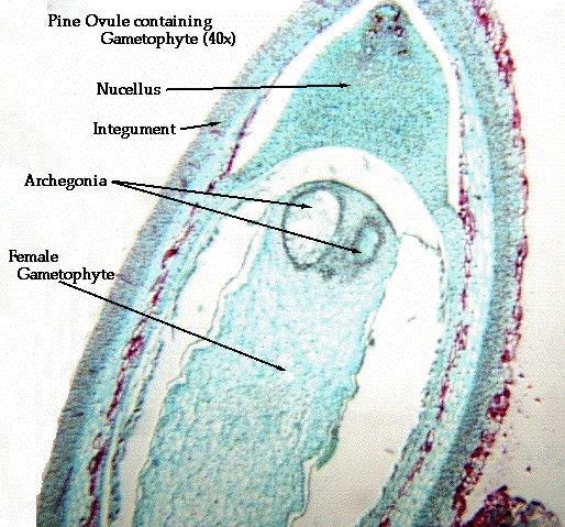 At the end of the female gametophyte (n), an archegonium (n) which contains two eggs (n) that develop.
