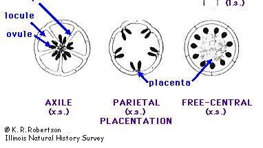 Placentation The position of the ovary where the ovules (seeds) attach is called placentation.