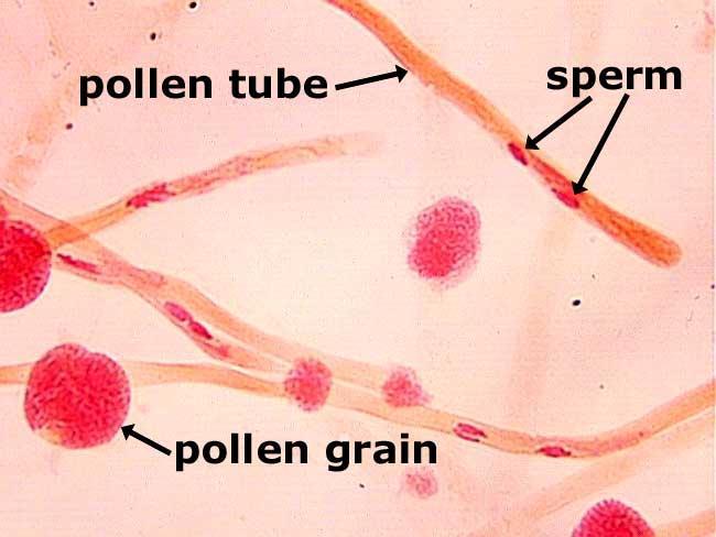 Germinating Pollen Under suitable conditions, the tube cell grows into a pollen tube (with a tube nucleus) inside