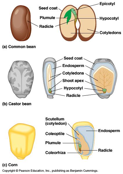 Seeds Be able to recognize the parts