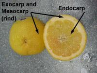 Fruit Wall The fruit wall is a mature ovary. The skin forms the exocarp while the inner boundary around the seed(s) forms the endocarp.