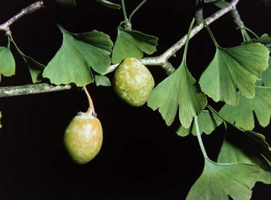 1. General Characteristics The Ginkgo or Maidenhair Tree have characteristic fan-like leaves. 2. Biogeography There is only one species (from China) that has survived.