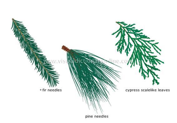 1. General Characteristics The Conifers, which include pines, spruces, hemlocks, and firs, are woody trees or shrubs.
