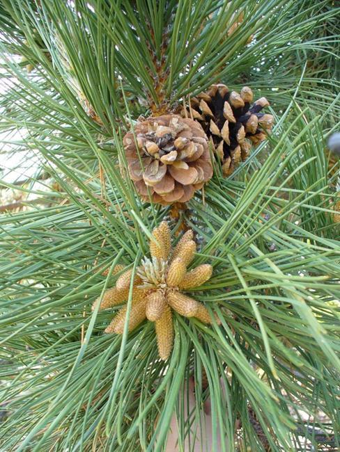 Unique Characteristics - The Pine Tree contains both male and female cones.