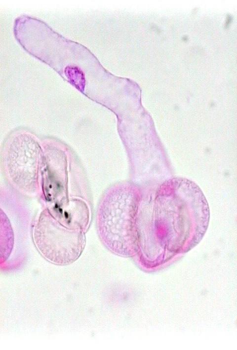 Pollen Grains with Pollen Tube Microsporangia produce pollen grains with 4 cells: 2 prothallial cells, 1 generative cell (which becomes a sterile cell and