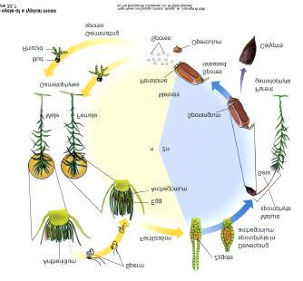 7) Sporophyte (2N) generation is not free-living