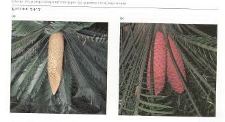 Ginkgophyta (Ginkgos)- Cycadophyta (Cycads)- Kingdom Plantae - Gymnosperms Confiferophyta Many common