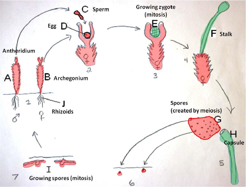 27. Place the steps of the moss life cycle in order, from the step started for you: 1 Spores land. 5 Diploid sporophyte will grow from zygote.
