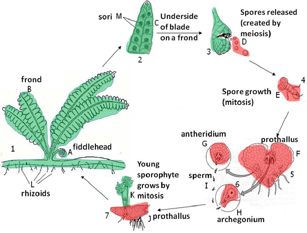 29. Place the steps of the fern life cycle in order, from the step started for you: 1 Spores land on soil. 6 Sprophyte creates and releases spores.