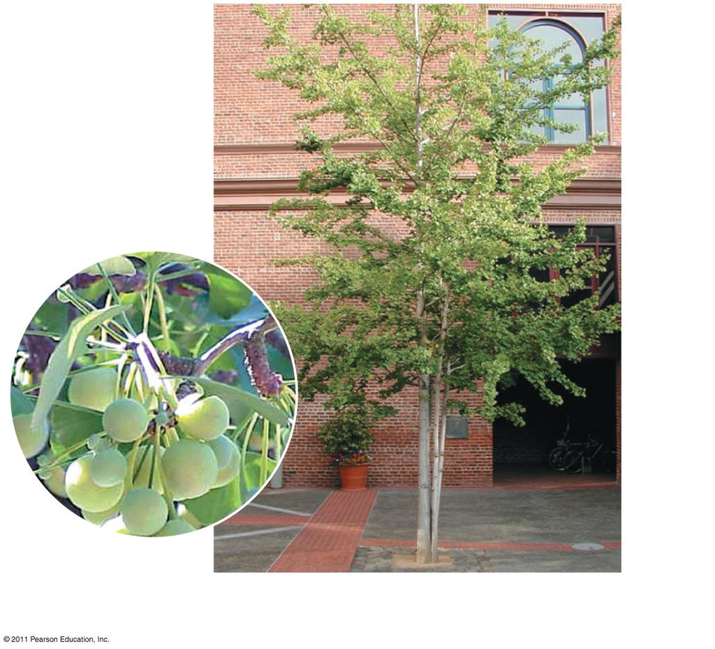 5 Cycas revoluta Ginkgo biloba leaves and Ginkgo biloba pollen-producing tree