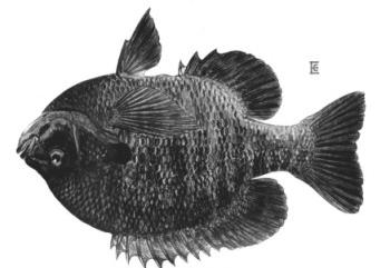 Example: Bluegill sunfish (Lepomis macrochirus) Large individuals found in open water feed mostly on zooplankton