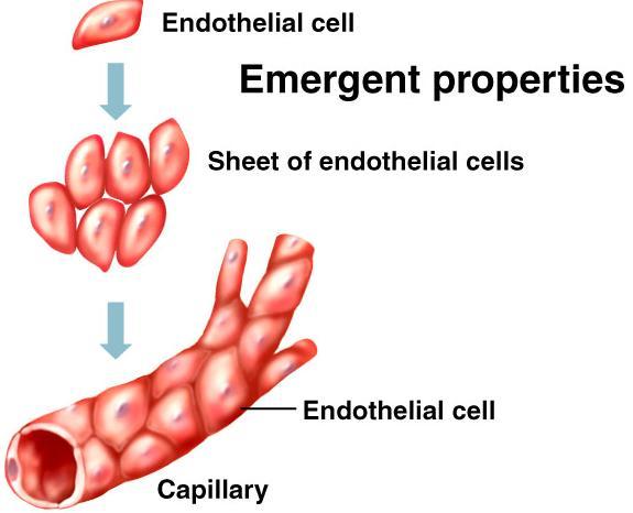 exhibits emergent properties. Ex. Capillaries transport blood (property not exhibited by individual endothelial cells). 3.