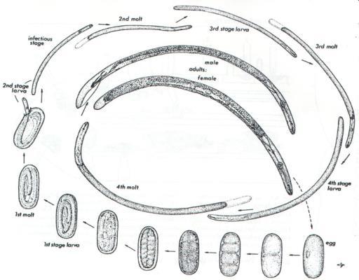 Nematodes Are microscopic unsegmented roundworms.