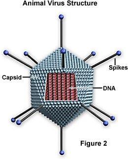 Examples: Influenza (flu), HIV, rabies, chicken pox, common cold B. Viral structure: 1.