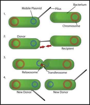 Chromosomes are copied and the bacteria divides 2) Conjugation: sexual reproduction where 2 bacteria exchange DNA