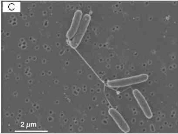 Bacterial nanowires for biosensoring devices Experimental Studies Bacteria have the potential to produce self-assembling appendices (such as pili or flagella) that can be used as biological nanowires.