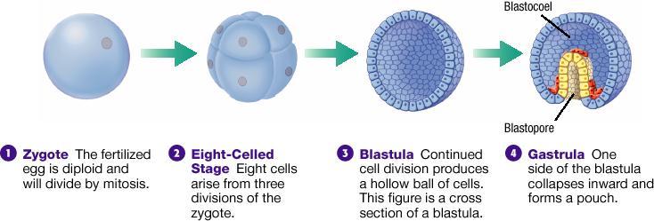 Cleavage and Blastula Formation Fertilization and Early, continued Gastrulation and Organogenesis In gastrulation, the blastula folds inward upon itself and transforms into a multilayered embryo