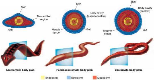 The outer germ layer is the ectoderm. The inner germ layer is the endoderm. In most phyla, a third layer, the mesoderm, forms between the endoderm and the ectoderm.