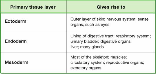 Origins of Animal Tissues and Organs Body Structure Patterns of symmetry Symmetry is a body arrangement in which parts that lie on opposite sides of an axis are identical.