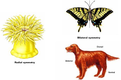 end a right side and a left side Bilaterally symmetrical animals tend to exhibit cephalization.