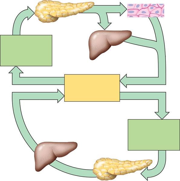 2. Complete the diagram below concerning animal homeostasis and blood sugar regulation. 3. Define the following terms: a.