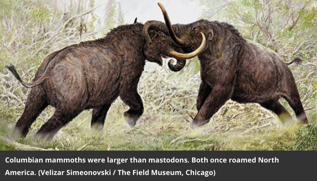 12.1 Are We Part of a Sixth Mass Extinction? At the end of the last ice age, 10,000 years ago, many North American animals went extinct, including mammoths, mastodons, and glyptodonts.