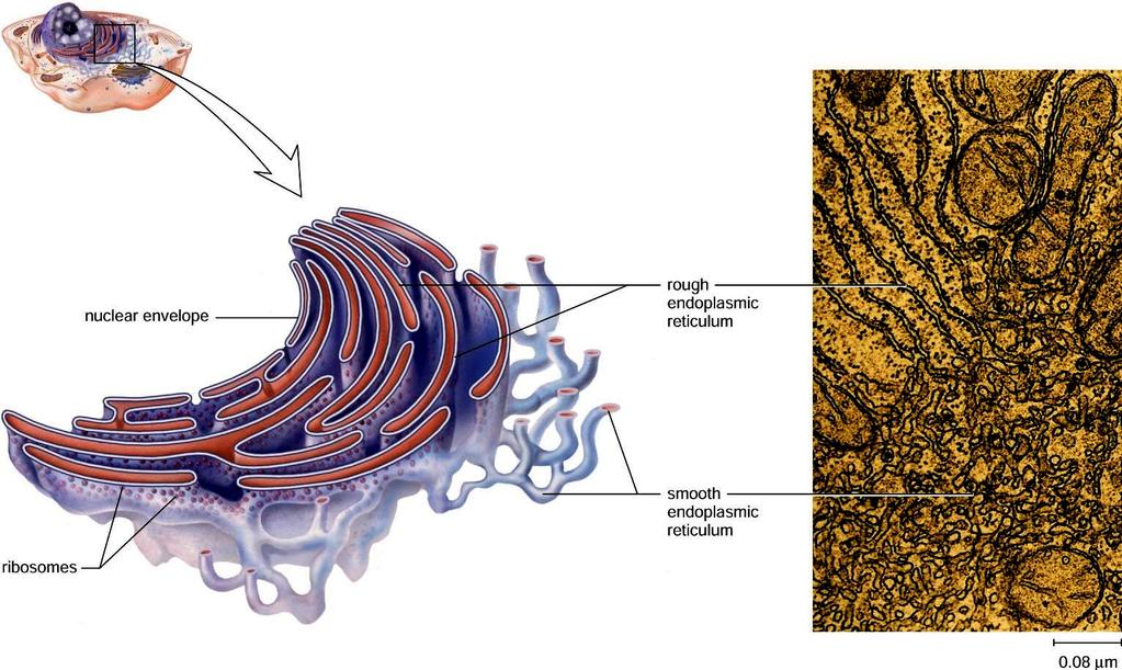 17 18 Endomembrane System Endoplasmic Reticulum Consists of nuclear envelope, membranes of endoplasmic reticulum, Golgi