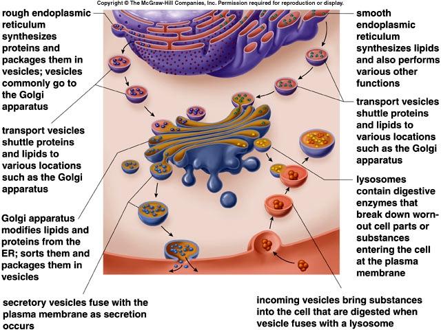 Lysosomes Endomembrane System Membrane-bounded