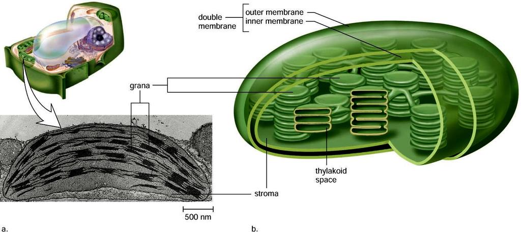 Chloroplast Structure Energy-Related Organelles Mitochondria are involved in cellular respiration.