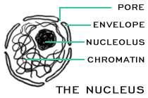 Nucleolus Inside nucleus Cell may have 1 to 3 nucleoli