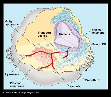 Endomembrane System System of transport throughout the cell