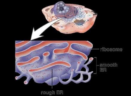The endoplasmic reticulum Rough ER: Studded with