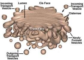 Golgi Complex (or Apparatus) Flattened membrane sacs