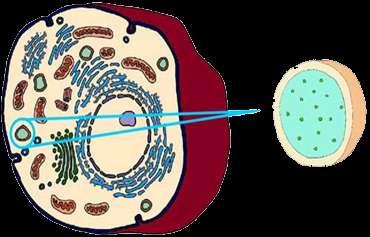 Lysosomes Contain digestive enzymes