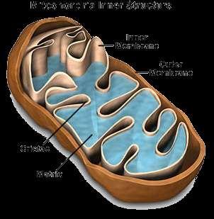 Mitochondrion (plural = mitochondria) Found in all