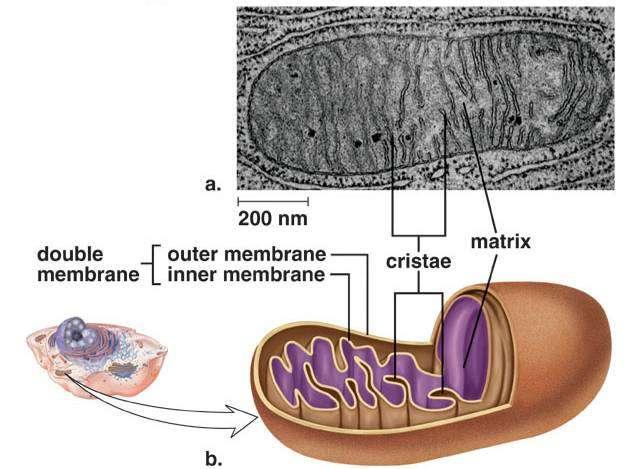 Structure: Mitochondrion (plural = mitochondria) Surrounded by a DOUBLE membrane Folded inner membrane