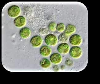Chloroplasts Organelle found only in producers Never in animal,