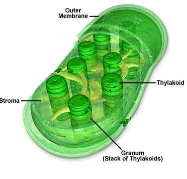 Chloroplasts Structure: Surrounded by DOUBLE membrane Outer membrane smooth Inner membrane modified into sacs called Thylakoids Thylakoids contain Chlorophyll a