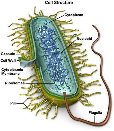 Nucleoid region (center) contains the DNA Surrounded by cell membrane & cell wall