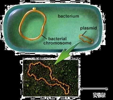 Prokaryotes Bacterial cells may