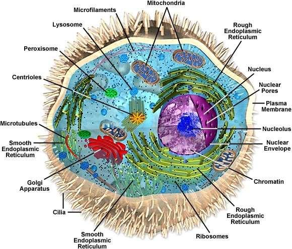 Eu-, true, karyon, nucleus Genetic material contained in a nucleus Membrane-bound