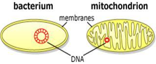 eukaryotes descended from prokaryotic cells that