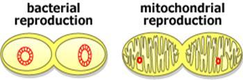 mitochondria and chloroplasts contain their own DNA.
